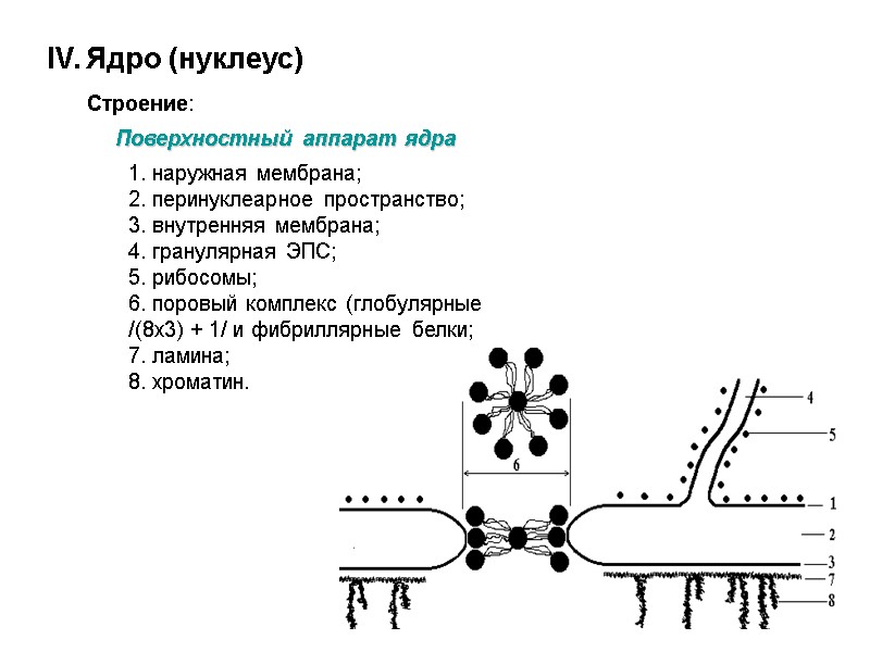 IV. Ядро (нуклеус)  Строение:  Поверхностный аппарат ядра  1. наружная мембрана; 2.